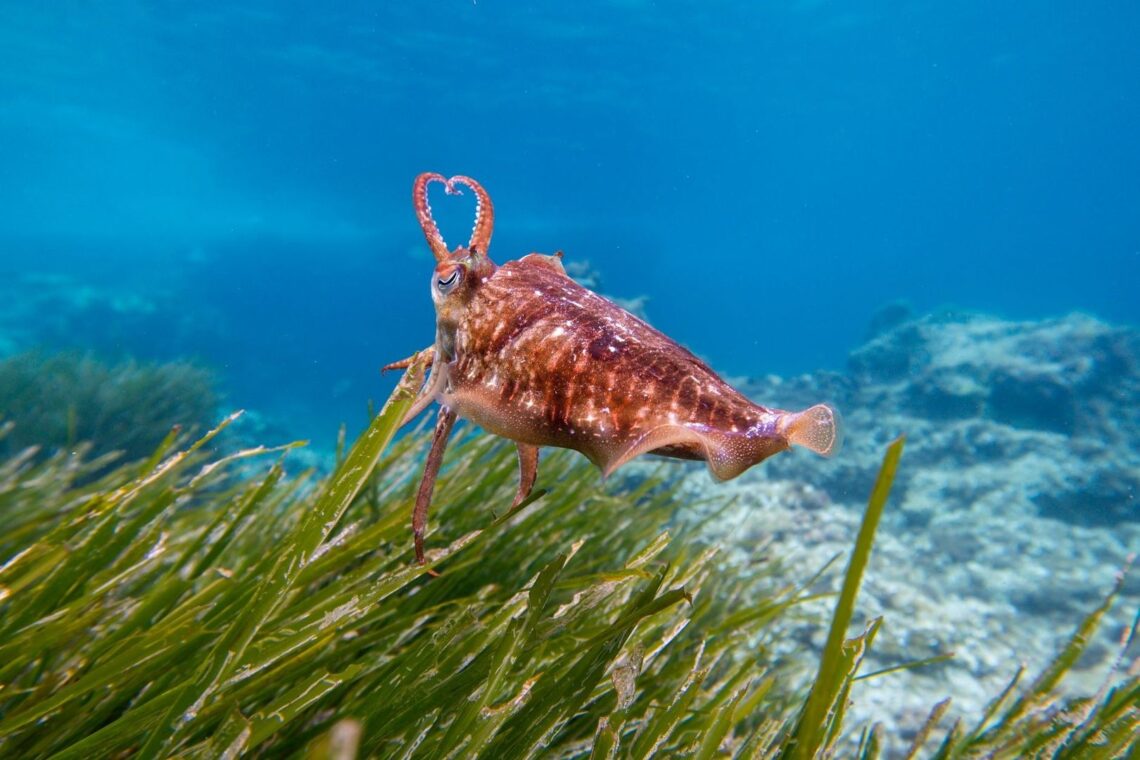 Sepiafarbener Tintenfisch über einer dichten Seegraswiese im klaren Wasser