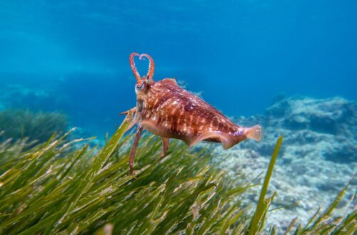 Sepiafarbener Tintenfisch über einer dichten Seegraswiese im klaren Wasser