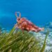 Sepiafarbener Tintenfisch über einer dichten Seegraswiese im klaren Wasser