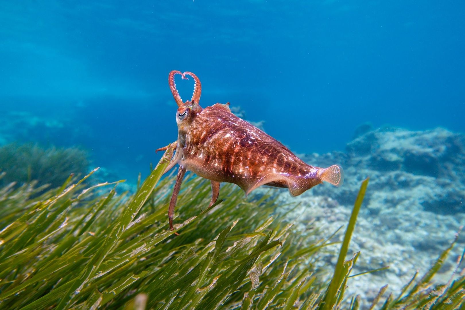 Sepiafarbener Tintenfisch über einer dichten Seegraswiese im klaren Wasser