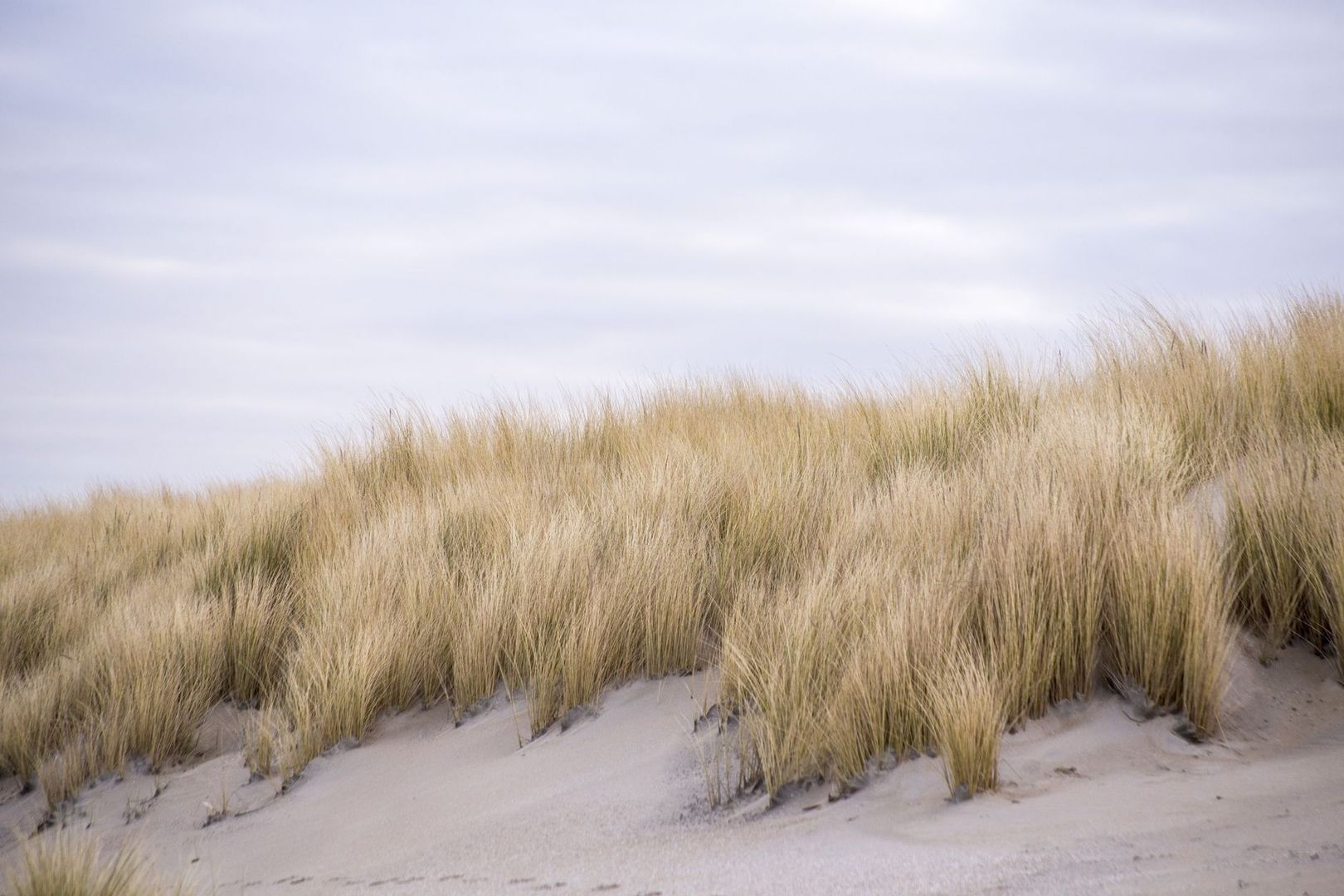 Strandhafer wächst dicht auf sandigen Küstendünen unter grauem Himmel